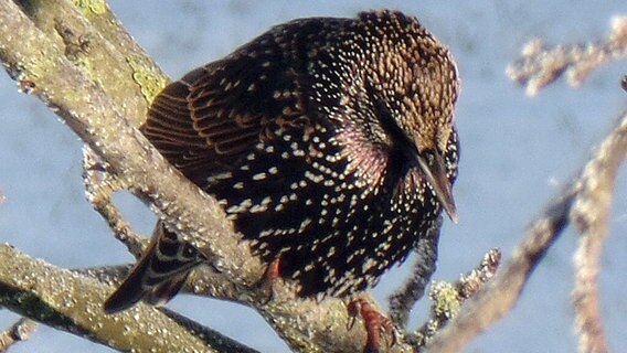 Nahaufnahme eines im Baum sitzenden Vogels © NDR Foto: Manfred Richert aus Lüthmannsdorf