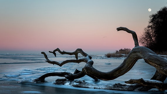 Ein umgekippter Baum liegt am Strand im Eis. © NDR Foto: Angela Mahler aus Lubmin