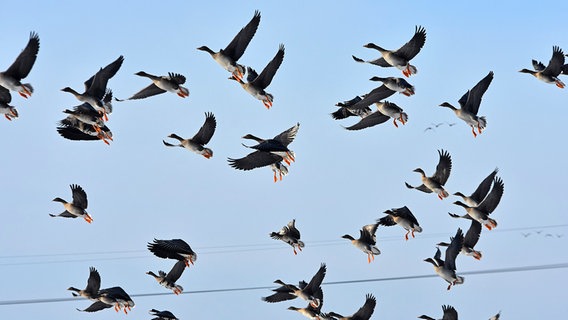 Viele Gänse fliegen am Himmel. © NDR Foto: Katrin Kunkel aus Ribnitz-Damgarten