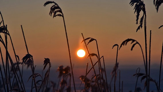 Sonne geht zwischen Gräsern auf. © NDR Foto: Katrin Kunkel Ribnitz-Damgarten