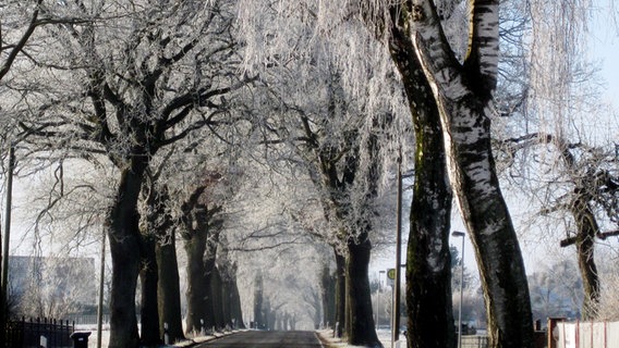 Eine verschneite Allee © NDR Foto: Eckhard Duwe aus Marlow