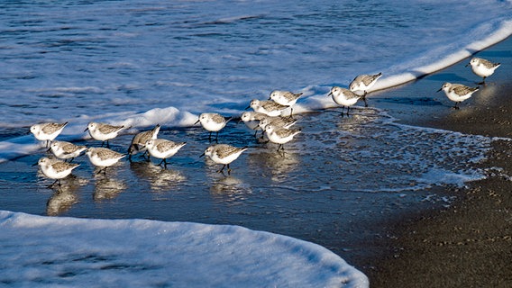 Einige Strandläufer stehen in der sanften Brandung des Meeres. © NDR Foto: Peter Schumacher aus Greifswald