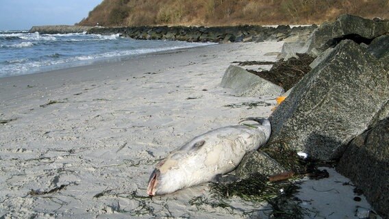 Ein toter Schweinswal wurde an den Strand gespült. © NDR Foto: Christine Arendt aus Kloster