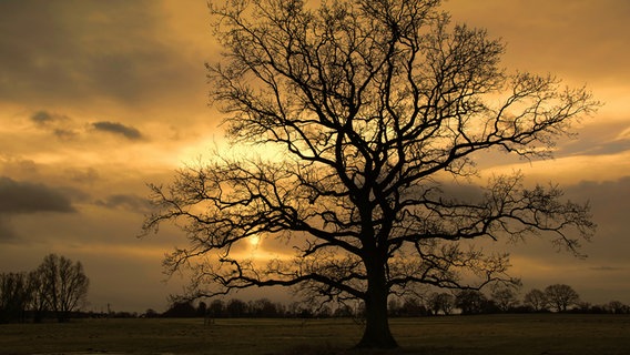 Hinter einer alleinstehenden Eiche geht die Sonne unter. © NDR Foto: Günter Kamp aus Greifswald