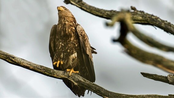 Ein Seeadler sitzt im Baum. © NDR Foto: Detlef Meier aus Ducherow