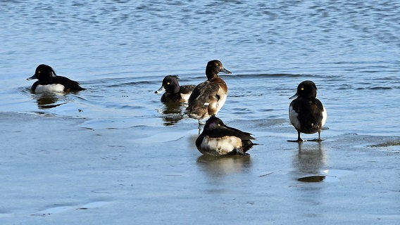 Reiherenten auf einem teilweise zugefrorenen See © NDR Foto: Katrin Kunkel aus Ribnitz-Damgarten