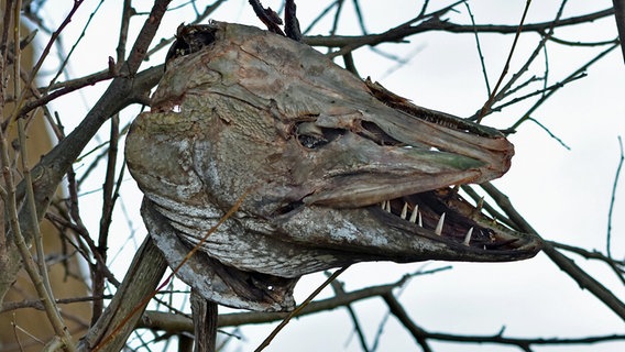 Ein Fischkopf steckt im Geäst eines Baumes. © NDR Foto: Katrin Kunkel aus Ribnitz-Damgarten
