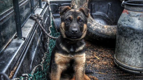 Ein kleiner Schäferhund blickt in die Kamera. © NDR Foto: Pascal Netzer aus Zirchow