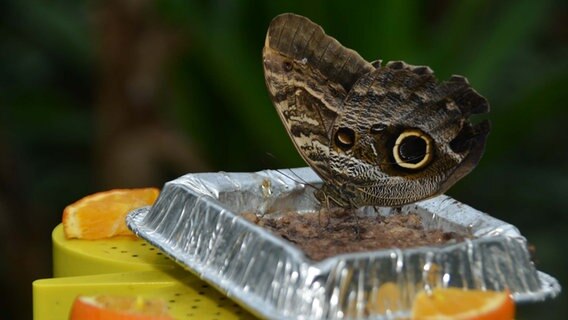 Ein Schmetterling sitzt auf einer Futterschale © NDR Foto: Peter Machule aus Kröslin