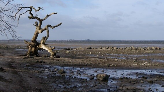 Niedriges Wasser an einem Strand © NDR Foto: Waltraut Bolschow aus Greifswald