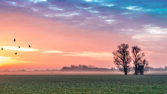 Morgenstimmung über einer Wiese © NDR Foto: Danilo Albry aus Graal-Müritz