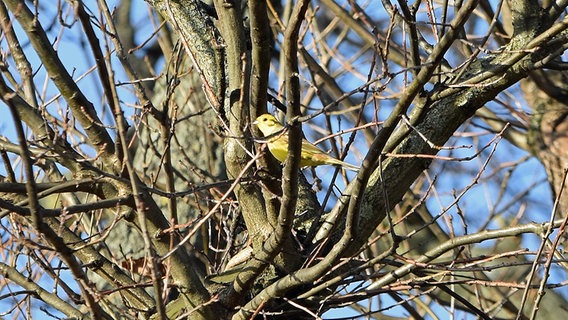 Gelber Vogel in einem Baum © NDR Foto: Katrin Kunkel aus Ribnitz-Damgarten