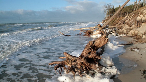 Darßer Weststrand © NDR Foto: Brigitte Müller-Purat aus Prerow