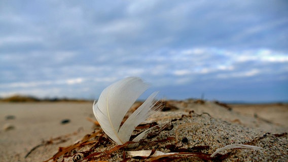 Feder am Strand © NDR Foto: Gerald Schneider aus Kloster/Hiddensee