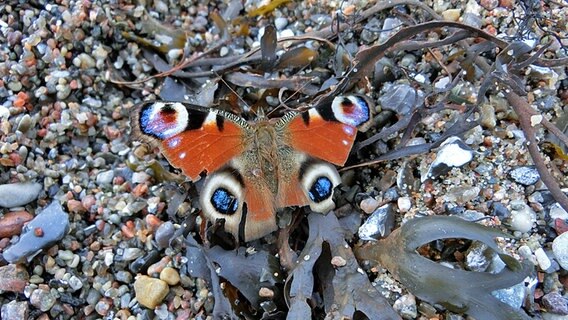 Schmetterling am Strand © NDR Foto: Eckhard Mostek aus Willihof