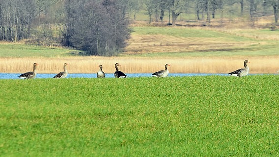 Graugänse auf einer Wiese © NDR Foto: Katrin Kunkel aus Ribnitz-Damgarten