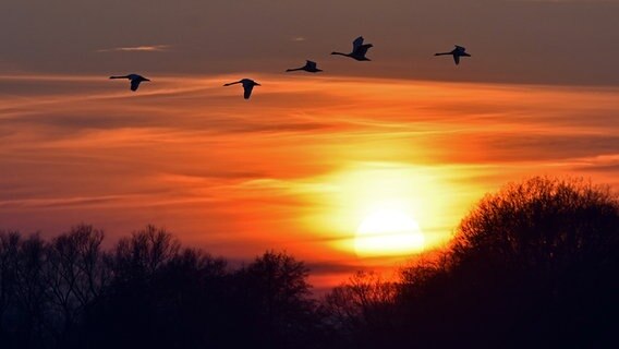 Vögel fliegen am Himmel bei untergehender Sonne. © NDR Foto: Katrin Kunkel aus Ribnitz-Damgarten