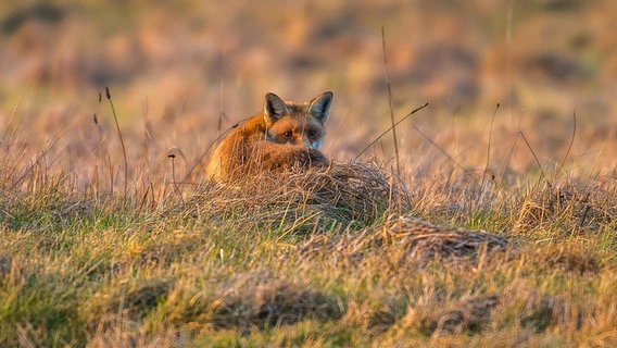 Ein Fuchs auf einem Feld schaut in die Kamera © NDR Foto: Detlef Meier aus Ducherow