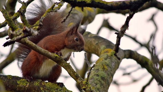 Eichhörnchen in einem Baum © NDR Foto: Klaus Barth aus Prerow