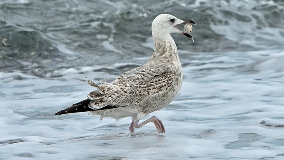 Eine Möwe am Strand mit einer Muschel im Schnabel. © NDR Foto: Katrin Kunkel aus Ribnitz-Damgarten