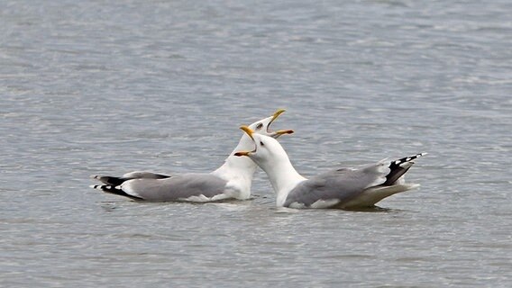 Zwei Möwen schwimmen auf dem Wasser. © NDR Foto: Katrin Kunkel aus Ribnitz-Damgarten