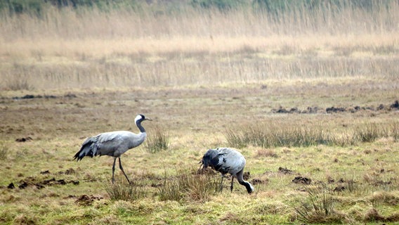 Zwei Kraniche suchen Nahrung auf einem Feld. © NDR Foto:  Thomas Gottschalk aus Neuendorf (Hiddensee)