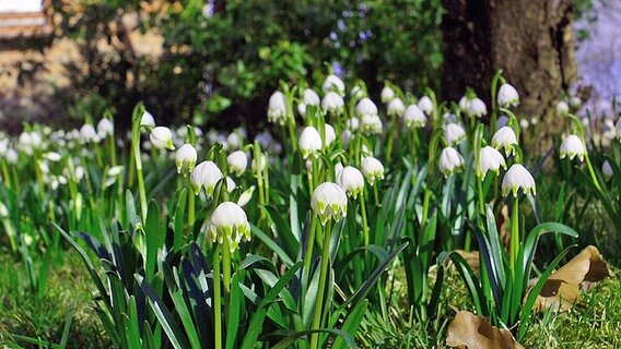 Nahaufnahme von im Garten stehenden Frühblühern © NDR Foto: Frank Voigt aus Redebas