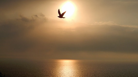 Möwe im Sonnenaufgang © NDR Foto: Susan Hoffmann aus Kratzeburg