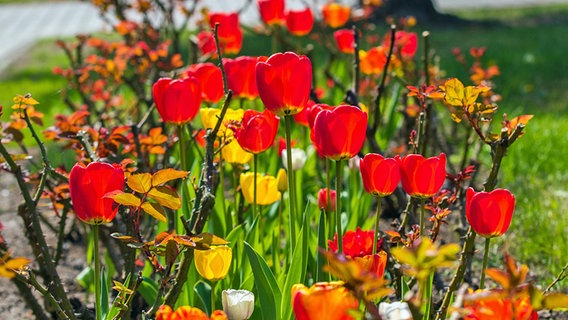 Tulpen © NDR Foto: Detlef Meier aus Ducherow