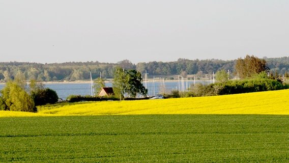 Blick über ein Rapsfeld mit Masten im Hintergrund © NDR Foto: Peter Schumacher aus Neuhof am Strelasund