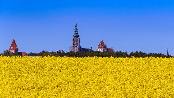 Ein Rapsfeld mit Kirche im Hintergrund © NDR Foto: Uwe Kantz aus Hinrichshagen bei Greifswald