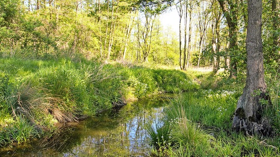 Wald © NDR Foto: Günter Kamp aus Greifswald