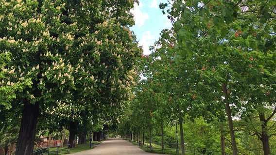 Blühende Kastanienbäume säumen einen Weg. © NDR Foto:  Jana Düffert aus Greifswald