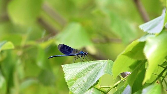 Eine blaue Libelle auf einem Blatt. © NDR Foto: Katrin Kunkel aus Ribnitz-Damgarten