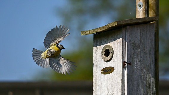 Eine Meise am Vogelhaus © NDR Foto: Rainer Zoske aus Greifswald