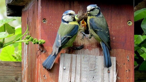 Zwei Vögel füttern ihren Nachwuchs in einem Nistkasten. © NDR Foto: Frank Sakuth aus Thiessow