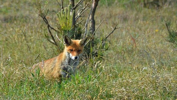 Ein Fuchs im Gras © NDR Foto: Robert Ott von der Insel Hiddensee