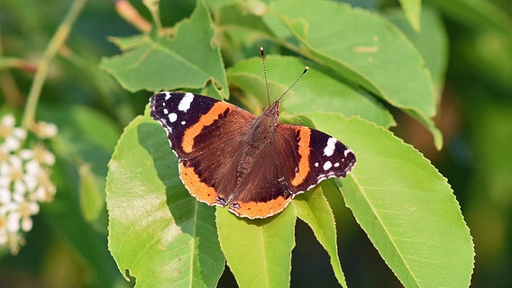 Ein Admiral Schmetterling © NDR Foto: Katrin Kunkel aus Ribnitz-Damgarten