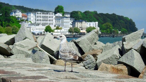 Eine Möwe vor der Sassnitzer Stadtkulisse. © NDR Foto:  Ronny Preuß aus Bergen auf der Insel Rügen