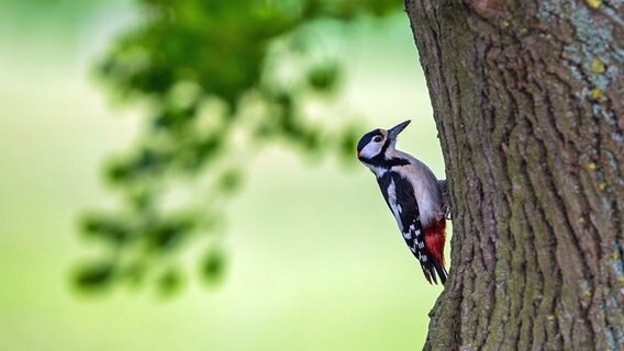 Ein Buntspecht an einem Baum. © NDR Foto:  Detlef Meier aus Ducherow