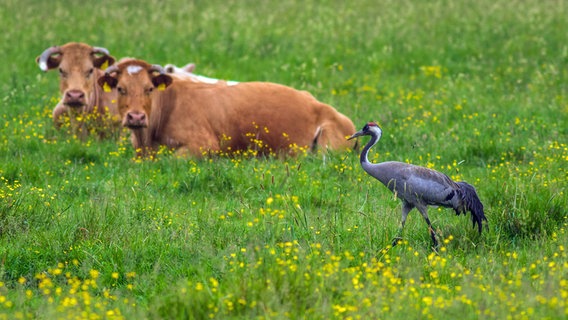 Ein Kranich steht vor zwei Kühen auf einem Feld. © NDR Foto:  Detlef Meier aus Ducherow