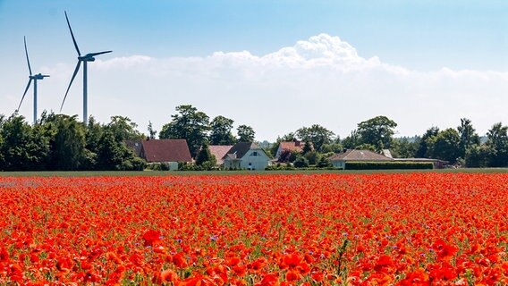 Ein Feld voller Mohnblumen. © NDR Foto:  Uwe Kantz aus Hinrichshagen