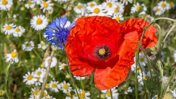 Nahaufnahme einer Mohnblume und einer Kornblume. © NDR Foto:  Uwe Kantz aus Hinrichshagen