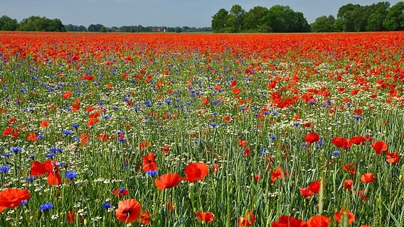 Ein Mohnblumenfeld. © NDR Foto: Rainer Zoske aus Greifswald