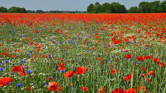 Ein Mohnblumenfeld. © NDR Foto: Rainer Zoske aus Greifswald