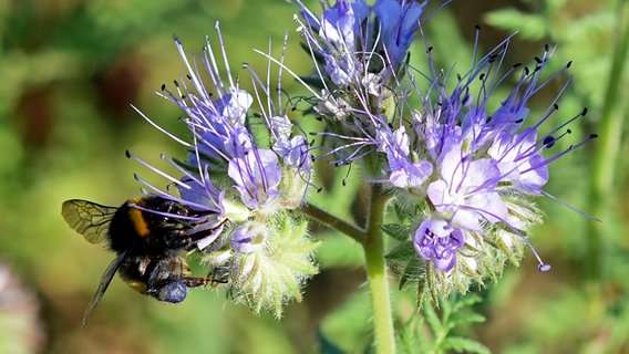 Eine Hummel an Phacelia-Blüten © NDR Foto: Katrin Kunkel aus Ribnitz-Damgarten