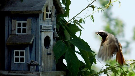 Ein Vogel im Anflug auf ein Vogelhäuschen © NDR Foto: Wolfgang Seemann aus Neuendorf