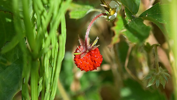 Eine Walderdbeere. © NDR Foto: Katrin Kunkel aus Ribnitz-Dammgarten