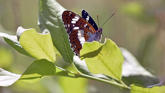Ein Schmetterling auf einem Blatt © NDR Foto: Katrin Kunkel aus Ribnitz-Damgarten