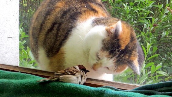 Eine Katze sieht einen kleinen Vogel durch eine Fensterscheibe. © NDR Foto: Dietrich Basedow aus Trassenheide